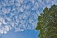Image of High clouds and a blue sky contrast the dark leaves of the African Corkwood tree (Musanga cecrpioides).