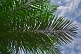 Image of High clouds and a blue sky contrast the dark leaves of a palm tree.