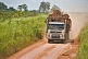 A logging truck loaded with tropical hardwood logs drives along a dusty jungle road.