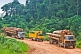 Image of Oasis Overland truck waits between 2 timber trucks on a logging road through dense jungle.