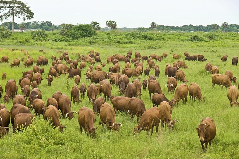 A herd of brown cattle grazing in a field of long grass.
