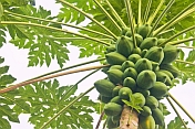 Fruit and leaves of the Papaya plant - Carica papaya.