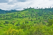A hillside covered with sugar cane plots and palm trees.