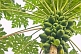 Image of Fruit and leaves of the Papaya plant - Carica papaya.