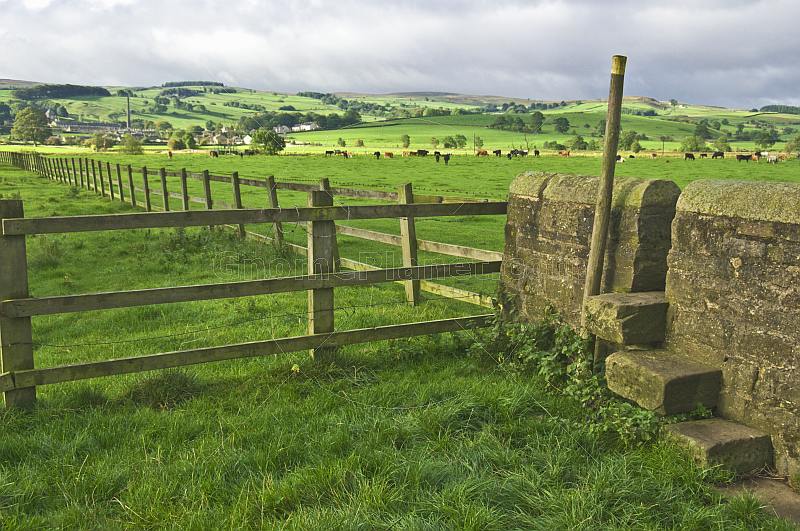Cattle grazing in fenced fields with stone wall near Carleton.