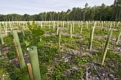 A forest of tree-shelters mark a new oak wood plantation.