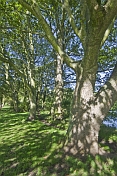 Sycamore (Acer pseudoplatanus) trees in dappled shade in Ilkley Park (or Riverside Gardens).
