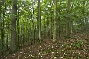 A deserted Beech (Fagus sylvatica) tree forest.