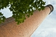 Image of Brick industrial mill chimney with sycamore tree.