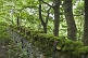 Moss-covered dry stone wall in sycamore (Acer pseudoplatanus) forest.