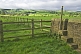 Cattle grazing in fenced fields with stone wall near Carleton.