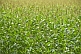 Image of A field of young Maize (Zea mays) plants aka sweet corn.