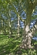 Sycamore (Acer pseudoplatanus) trees in dappled shade in Ilkley Park (or Riverside Gardens).
