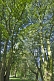 Image of Sycamore (Acer pseudoplatanus) trees in dappled shade in Ilkley Park (or Riverside Gardens).