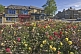 Image of Flower-filled roundabout on The Grove B6382.