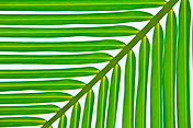 caption: Palm leaf in Amazon camp