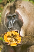 caption: Drill Monkey eating a Papaya