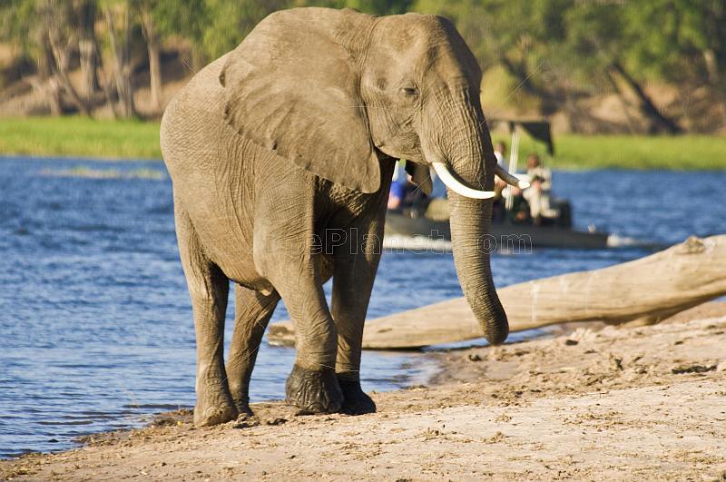Elephant at the Chobe River