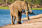 caption: Elephant at the Chobe River